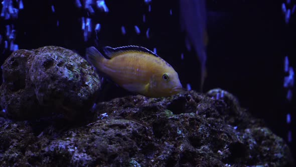 Aquarium Fish Night