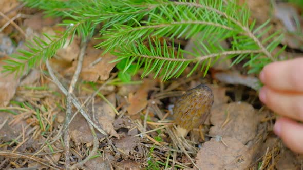 Morchella Conica in the Spring Forest