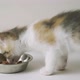 Red Cat Eats From a Plate of Food - VideoHive Item for Sale