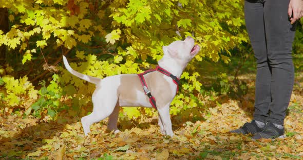 Woman Figure Plays with Cute American Bully in Autumn Park