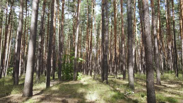 Landscape Inside the Forest with Pine Trees