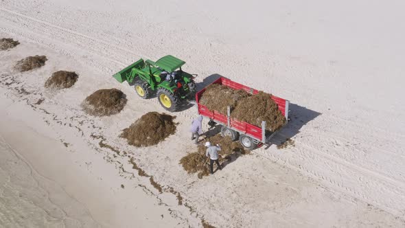 Two Personnel's And A Tractor Taking Away The Stack Of Brown Algae On The Beach Shoreline Of Punta C