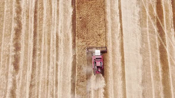 Red combine harvester cutting off the ripe wheat ears, amazing view from above. Harvest season 