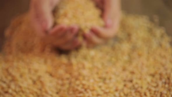 Handful of Dried Peas Closeup, Farmer Offering Organic Food Product to Buyer