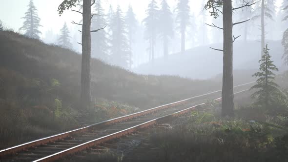 Empty Railway Goes Through Foggy Forest in Morning