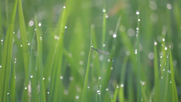 Damselfly fly at paddy field with water droplets