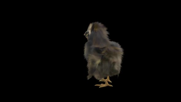 19 Baby Chicks Dancing HD