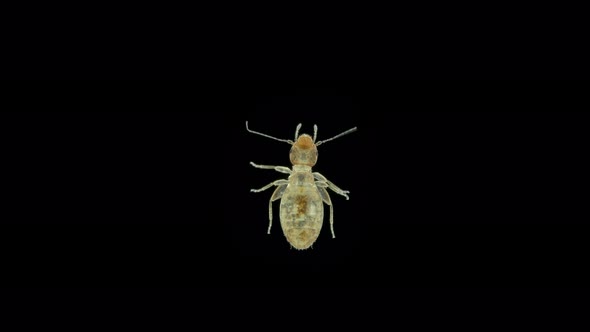 Book Lice Liposcelis Sp