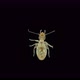 Book Lice Liposcelis Sp - VideoHive Item for Sale