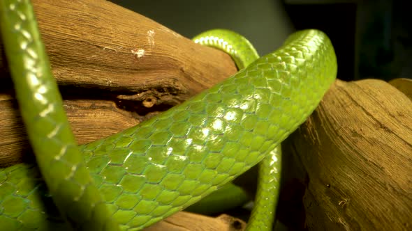 Rhinoceros Ratsnake or Rhynchophis Boulengeri. Also Known As Rhinoceros Snake or Green Unicorn