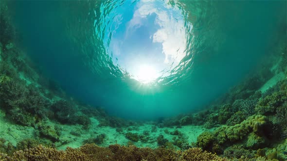 Coral Reef and Tropical Fish Underwater