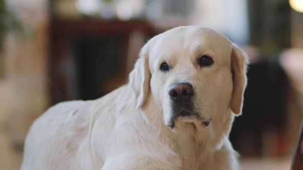 Portrait of Golden Retriever at Home