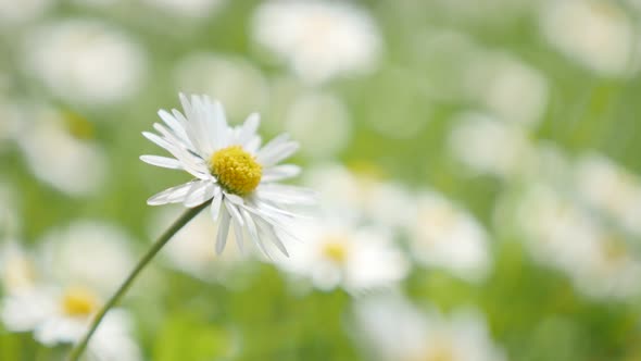 Shallow DOF common daisy flowers  spring background  4K 2160p 30fps UHD  video - White Bellis perenn