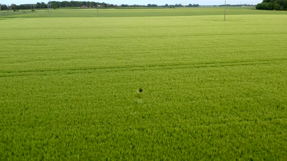 drone shot of deer running in a field