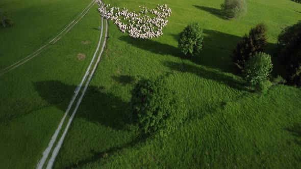 Aerial View of Sheep Grazing on a Green Meadow in a Rural Landscape