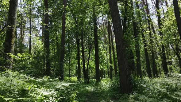 Beautiful Green Forest on a Summer Day Slow Motion