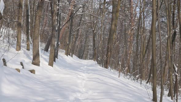 Slow motion   alley path by winter 1920X1080 FullHD video - Cold morning in the beautiful snowed for