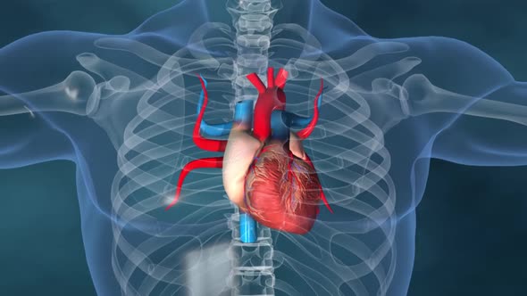 Human heart, realistic anatomy 3d model of human heart on the monitor