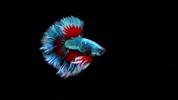 Blue and red color Siamese fighting fish