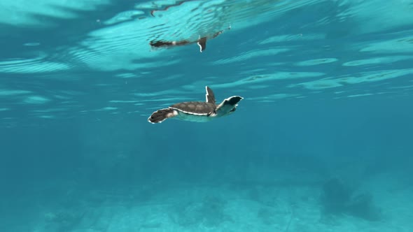 Baby Sea Turtle Starting To Learned How To Swim Underwater. Closeup