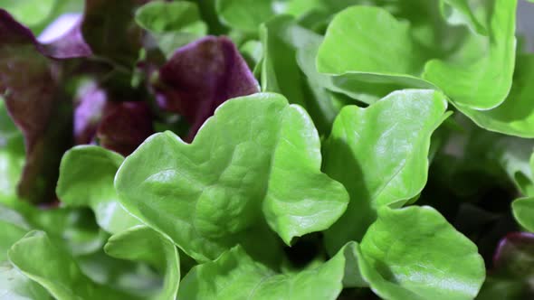 Fresh Green Salad Macro Shot