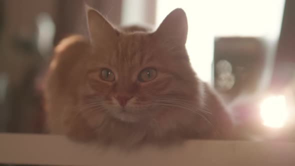 Curious Ginger Cat Sits on Table. Fluffy Pet Looks Attentively. Furry Domestic Animal at Cozy Home.