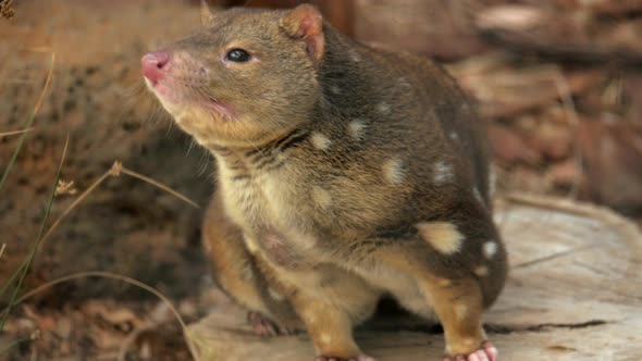 Endangered Tiger Quoll sniffing the air for scents.