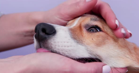Woman Holds Head of Welsh Corgi Puppy to Check Teeth