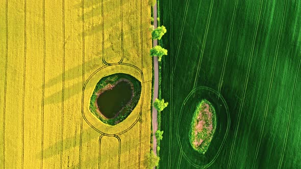 Half green wheat and yellow rape fields in Poland countryside. alt