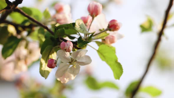 Blossom Apple White Flower Tree on Nature Background