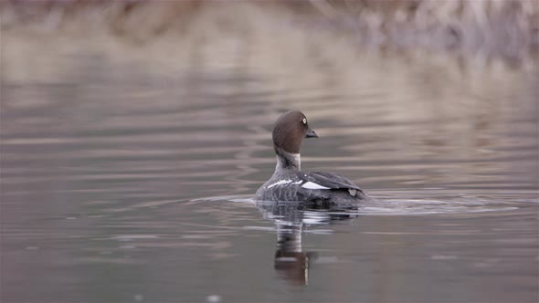 A common goldeneye duck taking off flying from a river in Sweden