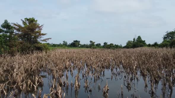 Damaged Food Crops On Flooded Farm Field In Battambang, Cambodia - Aerial Drone Shot