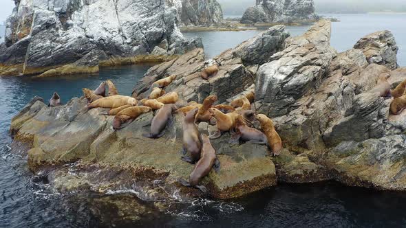 Steller's Sea Lions Rest and Fight on a Rocky Island in the East Sea