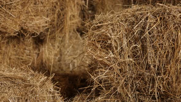 Hay stacks of wheat in curing process 4K 2160p 30fps UltraHD tilting footage - Stock of  rectangular