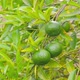 Green Mandarins and Mandarin Tree - VideoHive Item for Sale