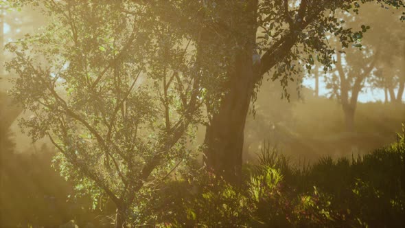 Panoramic View of the Majestic Evergreen Forest in a Morning Fog