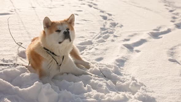 Akita Inu dog portrait in the winter park. Snowy winter background. Sunny day.