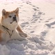 Akita Inu dog portrait in the winter park. Snowy winter background. Sunny day. - VideoHive Item for Sale