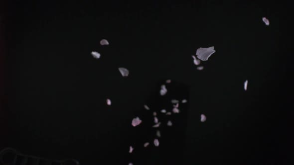 Cherry blossom petals falling, Slow Motion