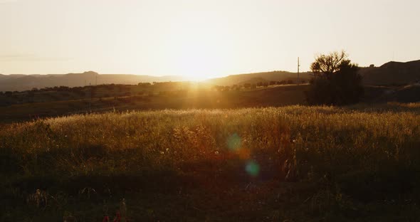 wheat field at sunset