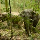 asia elephant in tropical forest - VideoHive Item for Sale