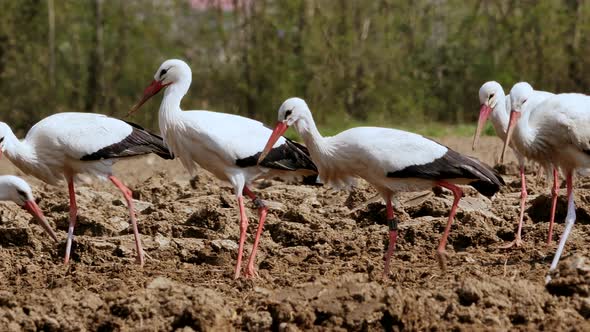 Group of storks looking for food on agriculture field, close up shot