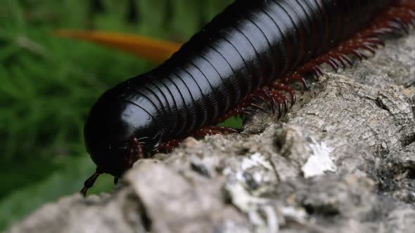 Macro shot of a giant African black millipede on some bark.