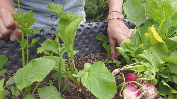 Slow motion shot of woman harvesting radishes from raised bed