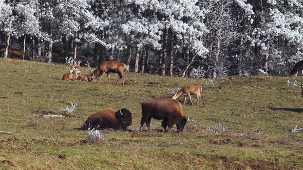 Deers and bisons living together as an animal family on a green field with a frozen forest as backgr