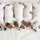 Group of Newborn Puppy Sleeping - VideoHive Item for Sale