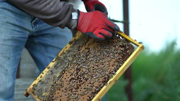 Young Beekeeper Inspecting Bees in the Apiary