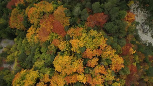 Autumn Forest