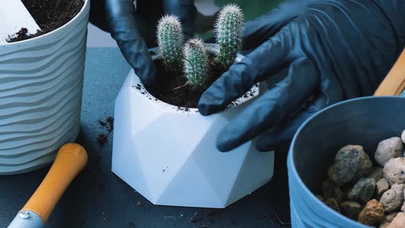 Female Hands Replanting Cactus