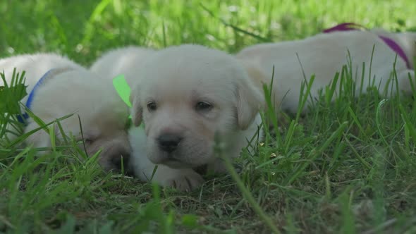 Labrador Puppies in Green Grass